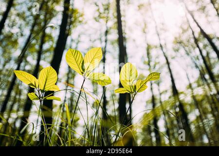 Vista dal basso di piccoli giovani sprigs primavera alberi verdi. I raggi del sole brillano attraverso la vegetazione fresca e le foglie dei rami. Giorno di sole estivo. Ampio Foto Stock