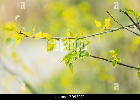 Foglie giovani di foglia verde di primavera che crescono in rami di albero di pianta di Bush di foresta. Giovane foglia alla luce del sole su Boke Bokeh Natural Blur. Foto Stock