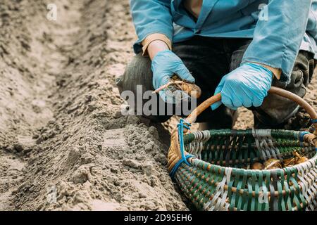 Patate umane che piantano nel Giardino Vegetable. Primavera Foto Stock