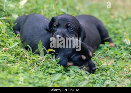 Bella razza di cuccioli Dachshund su un campo di erba, fratelli amore, sempre insieme Foto Stock