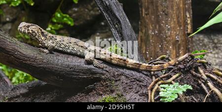 Vista ravvicinata di una lucertola di coccodrillo cinese (Shinisaurus crocodilurus) Foto Stock