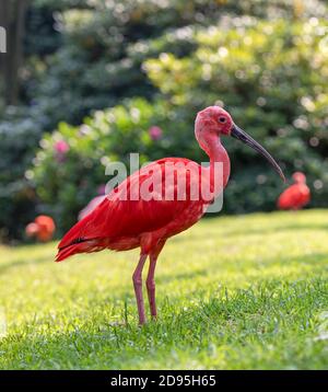 Visualizzazione verticale di un Scarlet Ibis (Eudocimus ruber) Foto Stock