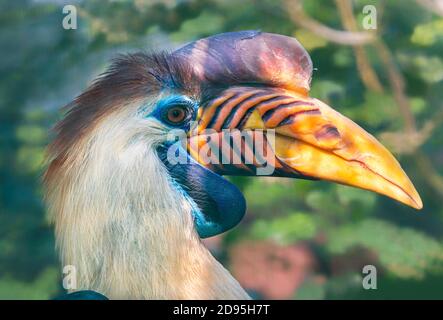 Vista ravvicinata di un maschio Knobbed Hornbill - Rhyticeros cassidix Foto Stock