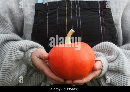 Le mani delle donne nel maglione stanno tenendo la zucca. Concetto di comfort autunnale, Halloween party, giorno del Ringraziamento . Foto Stock