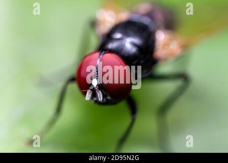 La fotografia macro di mosca carnaria nero su verde foglia Foto Stock