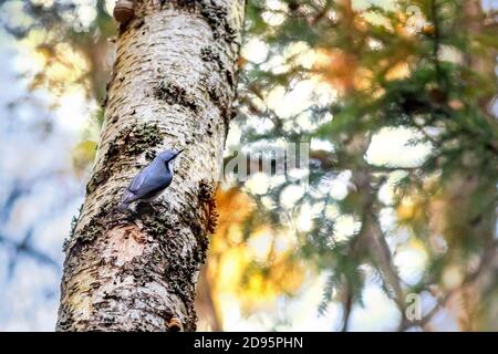 Il picchio muratore eurasiatica (Sitta europaea) Foto Stock