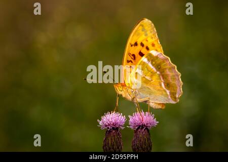 Ritratto di una farfalla Foto Stock