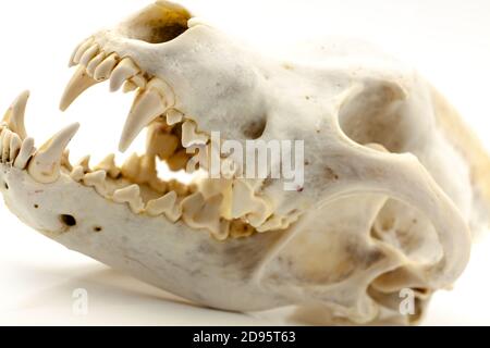 Cranio di un lupo trofeo isolato su sfondo bianco. Messa a fuoco selettiva con profondità di campo ridotta. Foto Stock