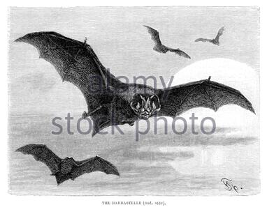 Barbastelle Bat, illustrazione d'epoca del 1893 Foto Stock