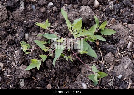 Orache di lievito di lancia (Atriplex hastata) che velocizzava la pianta di prostrato su terreno di rifiuto con steli rossastri, Berkshire, giugno Foto Stock