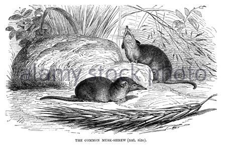 Musk comune Shrew, illustrazione d'epoca del 1893 Foto Stock