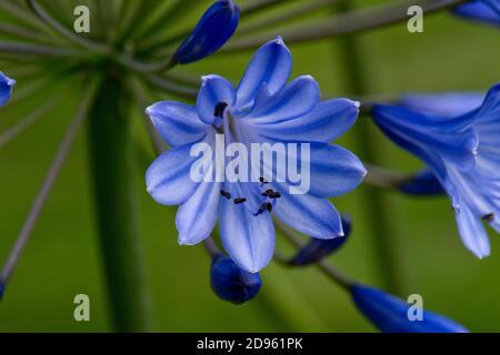Fiori di giglio africano (Agapanthus sp.) portati su un cumello retroilluminato dalla luce solare blu chiaro con vene scure e antere capovolte, Berkshire, agosto Foto Stock