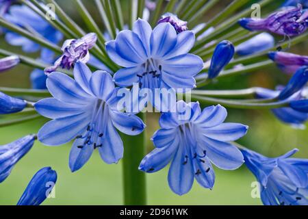 Fiori di giglio africano (Agapanthus sp.) portati su un cumello retroilluminato dalla luce solare blu chiaro con vene scure e antere capovolte, Berkshire, agosto Foto Stock