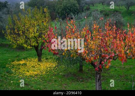 campo agricolo nella campagna aretina con alberi di persimmoni colori autunnali tra olivi e altri Foto Stock