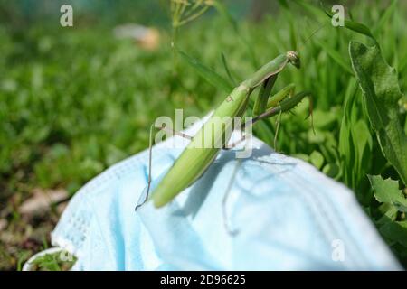 Mantis di preghiera che vive su scartato usato maschera medica di spreco Inquinamento.habitat contaminato,spazzatura COVID19 Foto Stock