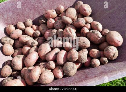 Patate Setanta appena scavate in una carriola Foto Stock