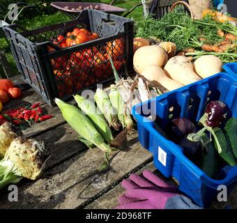 Esposizione di verdure appena raccolte a coltura biologica. Foto Stock