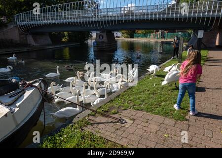 Giovane ragazza che alimenta gli Swan sul canale Kennet e Avon Foto Stock