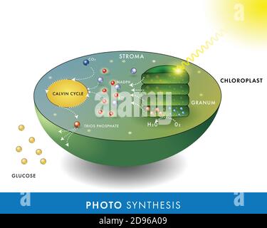 Meccanismo molecolare di fotosintesi in piante che mostrano la sintesi di Glucosio nel ciclo di Calvin del cloroplasto di pianta foglia utilizzando la luce solare Illustrazione Vettoriale