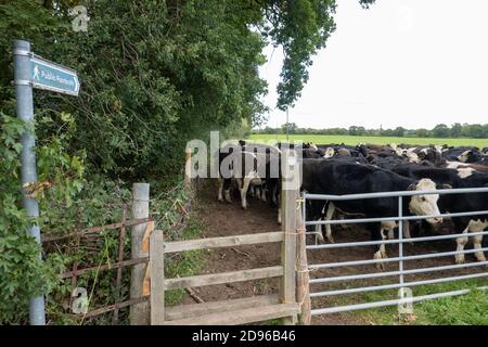 Mandria di mucche in attesa accanto al recinto di metallo Foto Stock