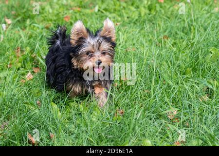 Un simpatico cucciolo del terrier dello Yorkshire gioca nel cortile, corre sull'erba verde. Ritratto di un cane in natura Foto Stock