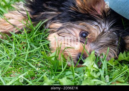 Un cucciolo carino del terrier dello Yorkshire si trova sull'erba verde, il cane si nascose nell'erba. Ritratto di un cane in natura Foto Stock