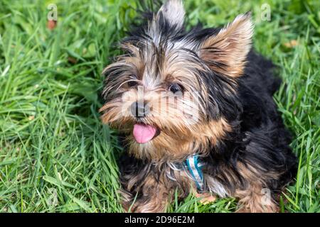 Un simpatico cucciolo del terrier dello Yorkshire è seduto sull'erba verde, il cane si nasconde nell'erba. Può essere utilizzato come cartolina Foto Stock