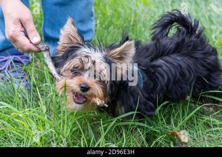 Yorkshire Terrier cane gioca con un bastone. Una mano femminile tiene un bastone che puppy gnaws. I denti del cucciolo stanno crescendo Foto Stock