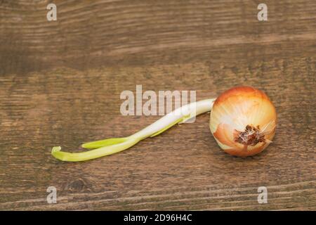Cipolla germogliata su fondo di legno. Copia spazio Foto Stock