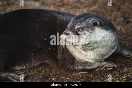 Ritratto della lontra eurasiatica (Lutra) sdraiata a terra Foto Stock