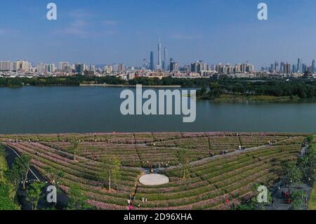 Guangzhou. 3 Nov 2020. La foto aerea del 3 novembre 2020 mostra i fiori di cosmo fioriti al Parco delle paludi di Haizhu a Guangzhou, capitale della provincia di Guangdong, nella Cina meridionale. Credit: Liu Dawei/Xinhua/Alamy Live News Foto Stock