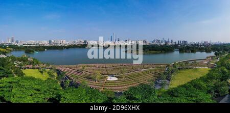 Guangzhou. 3 Nov 2020. La foto aerea del 3 novembre 2020 mostra i fiori di cosmo fioriti al Parco delle paludi di Haizhu a Guangzhou, capitale della provincia di Guangdong, nella Cina meridionale. Credit: Liu Dawei/Xinhua/Alamy Live News Foto Stock