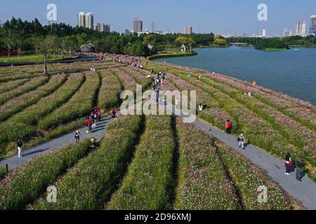 Guangzhou. 3 Nov 2020. La foto aerea del 3 novembre 2020 mostra i turisti che guardano i fiori di cosmo al Parco delle paludi di Haizhu a Guangzhou, capitale della provincia del Guangdong, nella Cina meridionale. Credit: Liu Dawei/Xinhua/Alamy Live News Foto Stock