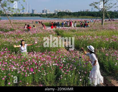 Guangzhou. 3 Nov 2020. La foto aerea scattata il 3 novembre 2020 mostra i turisti che posano per le foto in mezzo ai fiori del cosmo al Parco delle paludi di Haizhu a Guangzhou, capitale della provincia del Guangdong della Cina meridionale. Credit: Liu Dawei/Xinhua/Alamy Live News Foto Stock