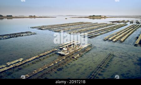 Vista aerea dei letti di ostriche nel golfo di Morbihan (Bretagna, Francia nord-occidentale). Tavoli per l'allevamento di ostriche e ostriche Foto Stock