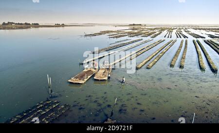 Vista aerea dei letti di ostriche nel golfo di Morbihan (Bretagna, Francia nord-occidentale). Tavoli per l'allevamento di ostriche e ostriche Foto Stock