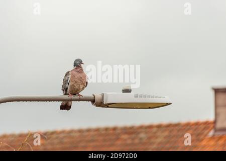 Pigeon riposato sopra una luce di strada. Foto Stock