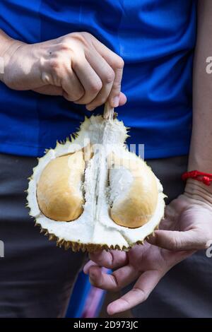 Tenere a mano fresco raccolto organico durian con delizioso flash giallo Foto Stock