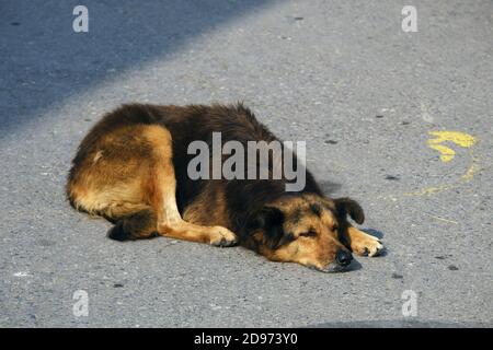 Adorabile cane vagato che si posa in una strada Foto Stock