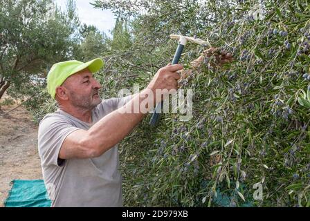 Un uomo che raccoglie olive a paphos, Cipro. Foto Stock