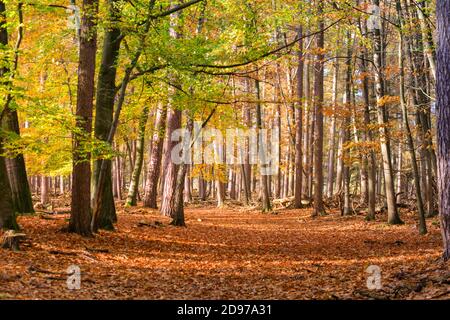 Raggi di sole che cadono attraverso gli alberi in boschi locali. Il clima caldo e soleggiato crea splendide scene autunnali e colori vivaci nella campagna del Muensterland. Credit: Imageplotter/Alamy Live News Foto Stock