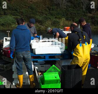 I pescatori che portano nella pesca quotidiana locale a Brora Scottish Highlands Regno Unito Foto Stock