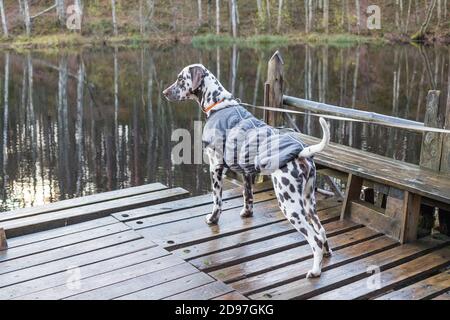 Cane dalmata in piedi vicino al lago . Il cane indossa abiti caldi. Big Dog Breeds.Puppy nel cappotto sul lago, nella foresta, umore autunnale. BA animali domestici ammessi Foto Stock