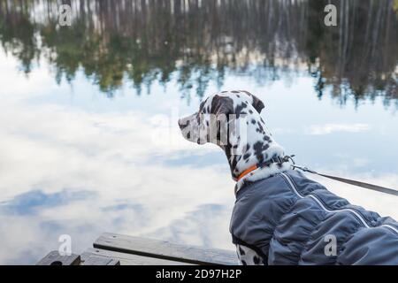 Cane dalmata in piedi vicino al lago . Il cane indossa abiti caldi. Big Dog Breeds.Puppy nel cappotto sul lago, nella foresta, umore autunnale. BA animali domestici ammessi Foto Stock