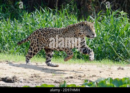 Jaguar maschio (Panthera onca) in esecuzione e caccia, Cuiaba river, Pantanal, Mato Grosso, Brasile Foto Stock