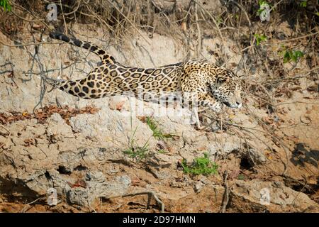 Jaguar maschio (Panthera onca) saltando da un argine in acqua del fiume Cuiaba, Pantanal, Mato Grosso, Brasile Foto Stock