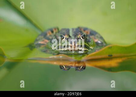 Rana verde (Pelophylax kl. Esculentus) su una foglia di giglio d'acqua, Alsazia, Francia