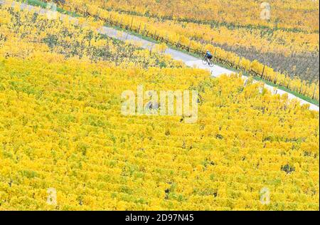 03 novembre 2020, Hessen, Rüdesheim: Un ciclista attraversa i vigneti autunnali sopra Rüdesheim. Foto: Arne Dedert/dpa Foto Stock