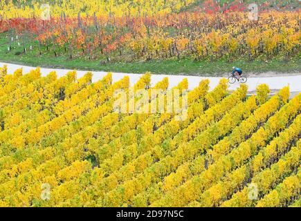 03 novembre 2020, Hessen, Rüdesheim: Un ciclista attraversa i vigneti autunnali sopra Rüdesheim. Foto: Arne Dedert/dpa Foto Stock