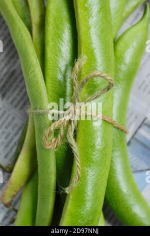 Phaseolus coccineus "Firestorm". Fagioli di runner appena raccolti su un tavolo da giardino. REGNO UNITO Foto Stock